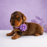 Tod, a female Miniature Dachshund for sale in Berlin, OH – 3 of 5