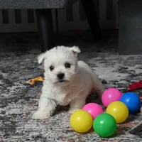 Lizzie, a female West Highland White Terrier for sale in Berlin, OH – Photo 1 of 5