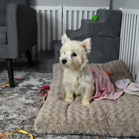 Lizzie, a female West Highland White Terrier for sale in Berlin, OH – Photo 5 of 5