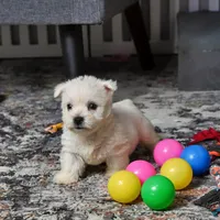 Lizzie, a female West Highland White Terrier for sale in Berlin, OH – Photo 4 of 5