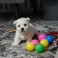 Lizzie, a female West Highland White Terrier for sale in Berlin, OH – Photo 3 of 5