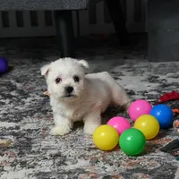 Lizzie, a female West Highland White Terrier for sale in Berlin, OH – Photo 2 of 5