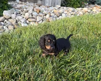 Marion, a male Miniature Dachshund for sale in Berlin, OH – 4 of 5