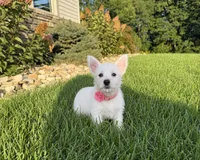 Anita, a female West Highland White Terrier for sale in Berlin, OH – 4 of 5