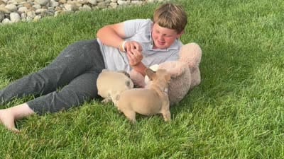 Thomas, a male French Bulldog for sale in Berlin, OH – 6 of 6