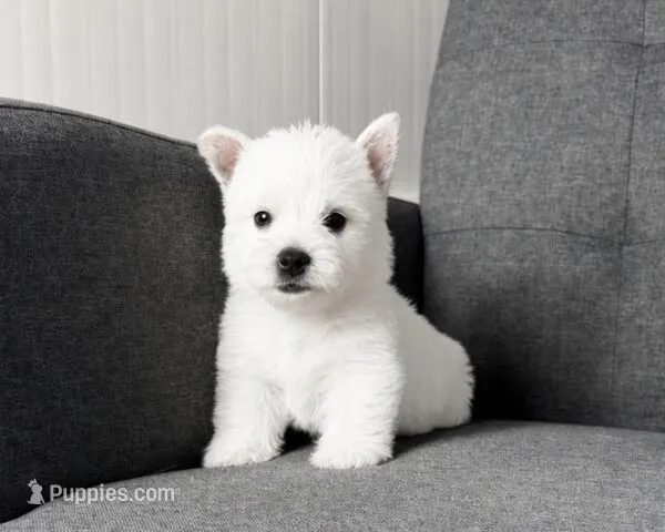 Isabella – West Highland White Terrier puppy for sale in Berlin, OH