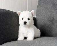 Isabella, a female West Highland White Terrier for sale in Berlin, OH – 1 of 5