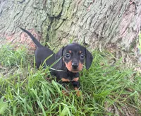 Sally, a female Miniature Dachshund for sale in Berlin, OH – 3 of 5