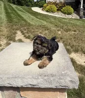Xina, a female Yorkshire Terrier for sale in Berlin, OH – 4 of 7