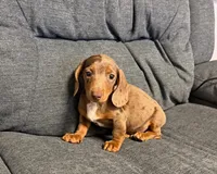 Titus, a male Miniature Dachshund for sale in Berlin, OH – 2 of 7