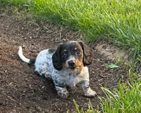 Molly, a female Miniature Dachshund for sale in Berlin, OH – 5 of 5