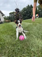 Luna, a female Australian Shepherd for sale in Berlin, OH – 2 of 6