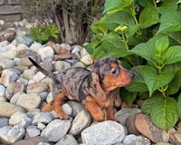 Sugar Girl, a female Miniature Dachshund for sale in Berlin, OH – 2 of 5