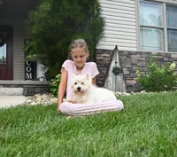 Jalon, a male West Highland White Terrier for sale in Berlin, OH – 6 of 8