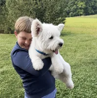 Amanda, a female West Highland White Terrier for sale in Berlin, OH – 6 of 6