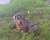 Molly, a female Miniature Dachshund for sale in Berlin, OH – 3 of 8