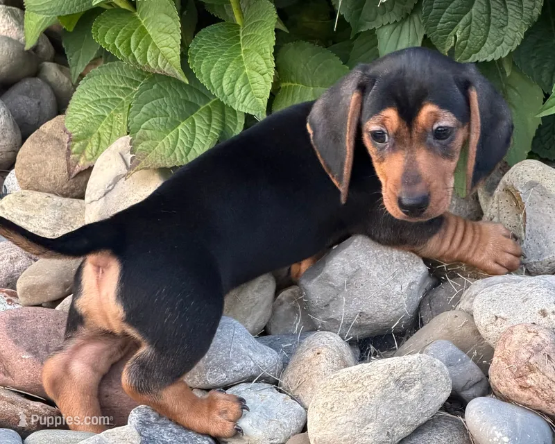 Henry – Miniature Dachshund puppy for sale in Berlin, OH