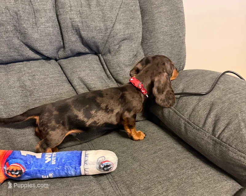 Nathan – Miniature Dachshund puppy for sale in Berlin, OH