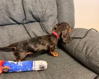 Nathan, a male Miniature Dachshund for sale in Berlin, OH – 1 of 5