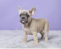 Thomas, a male French Bulldog for sale in Berlin, OH – 2 of 6