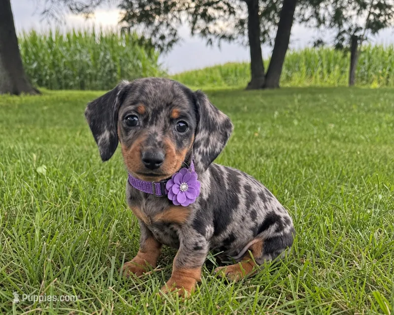Mindy – Miniature Dachshund puppy for sale in Berlin, OH