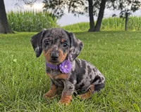 Mindy, a female Miniature Dachshund for sale in Berlin, OH – 1 of 3