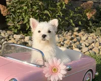 Annie, a female West Highland White Terrier for sale in Berlin, OH – 3 of 4