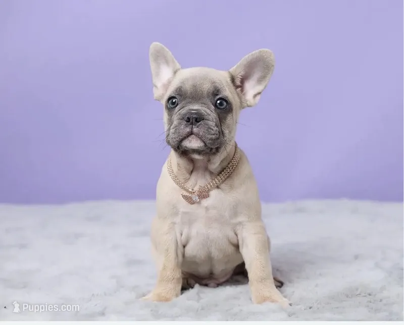 Thomas – French Bulldog puppy for sale in Berlin, OH