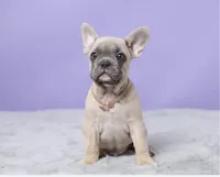 Thomas, a male French Bulldog for sale in Berlin, OH – 1 of 6