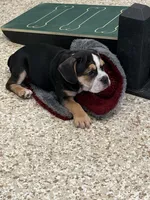 Stella, a female English Bulldog for sale in Berlin, OH – 3 of 5