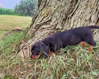 Maranda, a female Miniature Dachshund for sale in Berlin, OH – 6 of 6