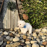 Andrew, a male West Highland White Terrier for sale in Berlin, OH – 2 of 6