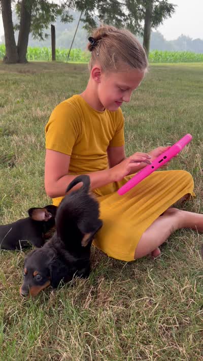 Maranda, a female Miniature Dachshund for sale in Berlin, OH – 2 of 6
