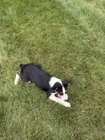 Luna, a female Australian Shepherd for sale in Berlin, OH – 4 of 6