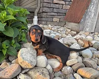 Henry, a male Miniature Dachshund for sale in Berlin, OH – 3 of 5