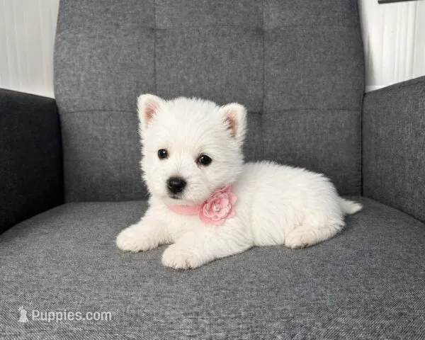 Haily – West Highland White Terrier puppy for sale in Berlin, OH
