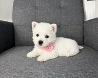 Haily, a female West Highland White Terrier for sale in Berlin, OH – 1 of 5