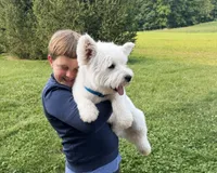 Jalon, a male West Highland White Terrier for sale in Berlin, OH – 4 of 4
