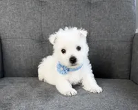 Atlee AKC, a male West Highland White Terrier for sale in Berlin, OH – 1 of 6