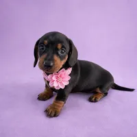 Maranda, a female Miniature Dachshund for sale in Berlin, OH – 2 of 4