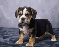 Stella, a female English Bulldog for sale in Berlin, OH – 4 of 5