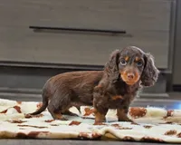 Frankie, a male Miniature Dachshund for sale in Berlin, OH – Photo 1 of 5