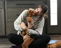 Frankie, a male Miniature Dachshund for sale in Berlin, OH – Photo 4 of 5