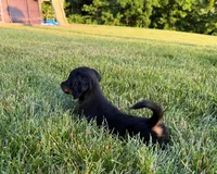 Mickey, a male Miniature Dachshund for sale in Berlin, OH – 2 of 5