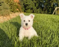 Angel, a female West Highland White Terrier for sale in Berlin, OH – 2 of 4