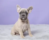 Thomas, a male French Bulldog for sale in Berlin, OH – 4 of 6