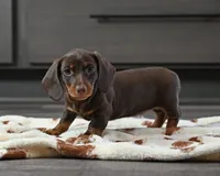 Buttercup, a female Miniature Dachshund for sale in Berlin, OH – Photo 2 of 3