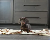 Buttercup, a female Miniature Dachshund for sale in Berlin, OH – Photo 1 of 3