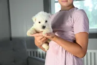 Mindy, a female West Highland White Terrier for sale in Berlin, OH – Photo 4 of 5