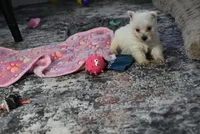 Mindy, a female West Highland White Terrier for sale in Berlin, OH – Photo 3 of 5